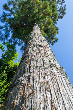 perspective pine tree