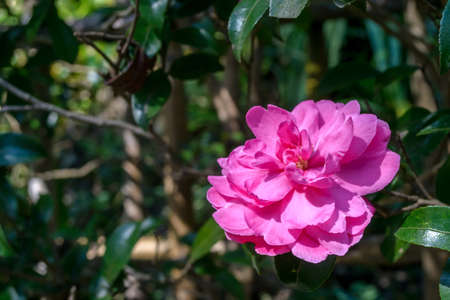 Pink Camellia in garden japanの写真素材
