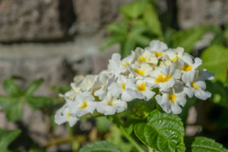 White Lantana flowersの写真素材