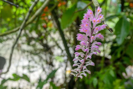 Rhynchostylis, Beautiful pink orchid at tropical gardenの写真素材