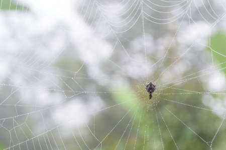 Spider on the webの写真素材