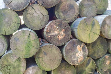 pine logs stacked