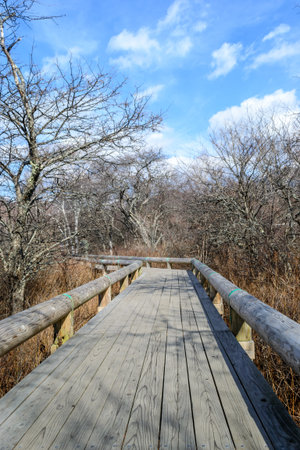 wooden walk way at senjogahara moor , Nikko in Japan