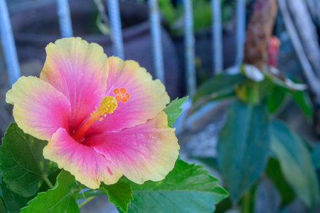 hibiscus flower in garden near fence homeの写真素材