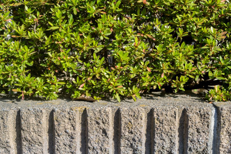plant in a Japanese garden