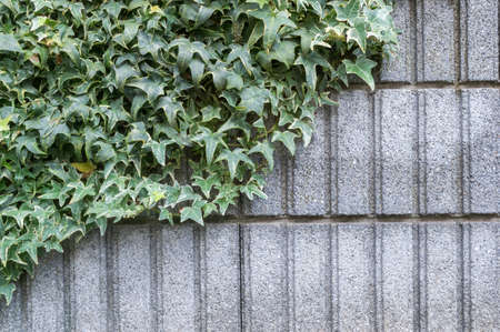 stone wall with ivy background at Japanese gardenの写真素材