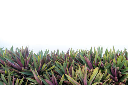 Oyster plant on white backgroundの写真素材
