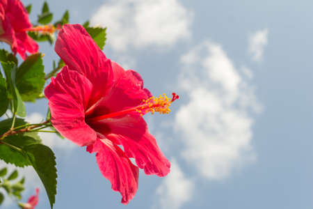 beautiful Red Hibiscus flowerの写真素材