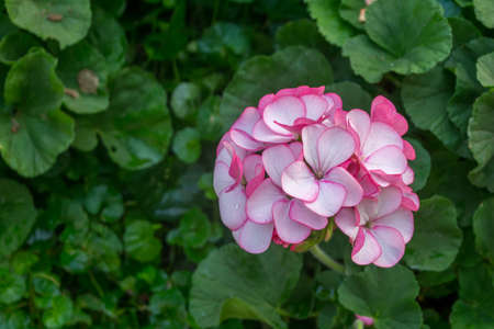 Beautiful pink geranium in the garden.の写真素材
