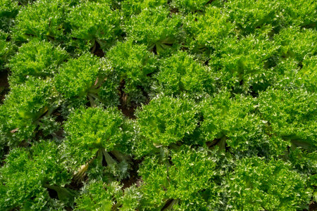 Vegetable salad frillice iceberg planted