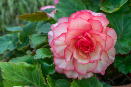 Pink Begonia flowerの写真素材