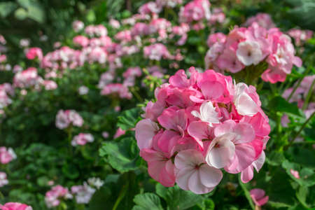 Beautiful geranium flowersの写真素材