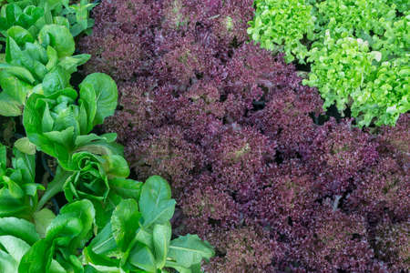 Cos,Red coral and Green Oakleaf lettuce in gardenの写真素材