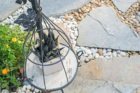 Cactus in a pot hanging in a small garden.の写真素材