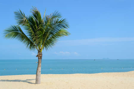beautiful beach with coconut tree in Koh Samui, Thailandの写真素材