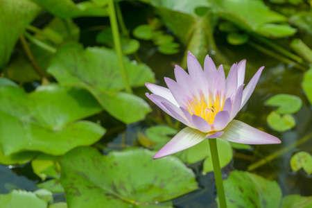 Lotus in pond in gardenの写真素材
