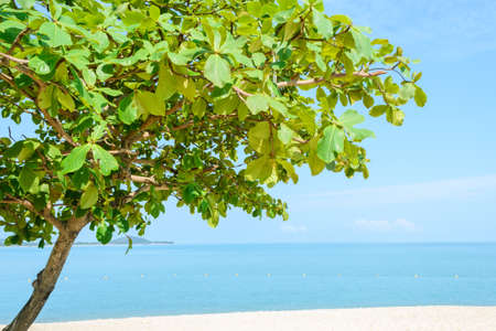 beautiful beach with tree in Koh Samui, Thailandの写真素材