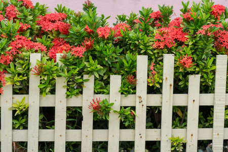 Ixora plants  in Pot front of the houseの写真素材