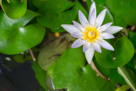 White Yellow Lotus flower and Lotus flower plants in the pondの写真素材