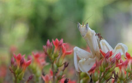 White praying mantis on flowerの写真素材