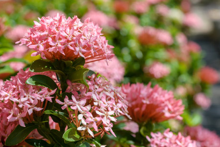 beautiful pink Ixora plantsの写真素材