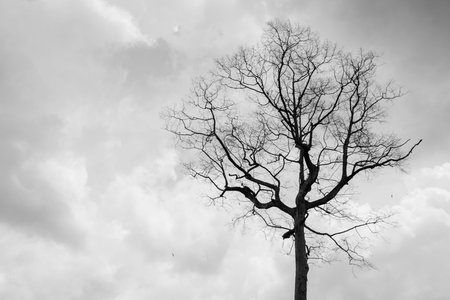 Trees with rain clouds, abstract black and white background