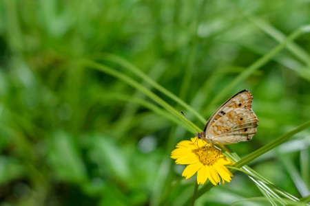 butterfly on yellow flower in tropical garden in Thailandの写真素材