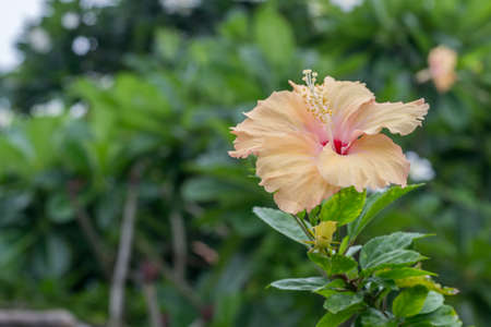 Yellow hibiscus flowers in a tropical gardenの写真素材
