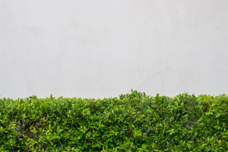 plants and old white cement wall.