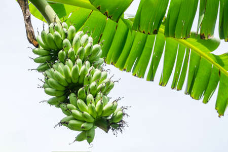 banana on tree isolated on white backgroundの写真素材