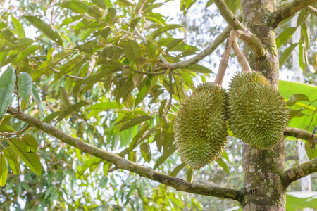 durian fruits hanging on tree,Thailand