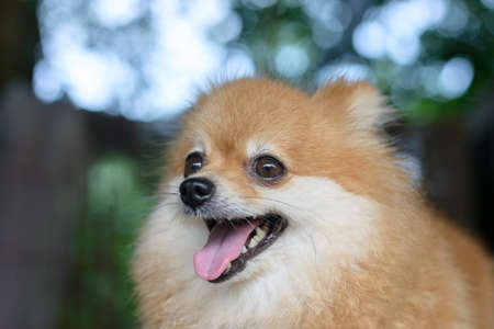 Portrait of cute pomeranian dogの写真素材