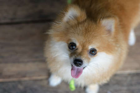 Pomeranian dog with wood backgroundの写真素材