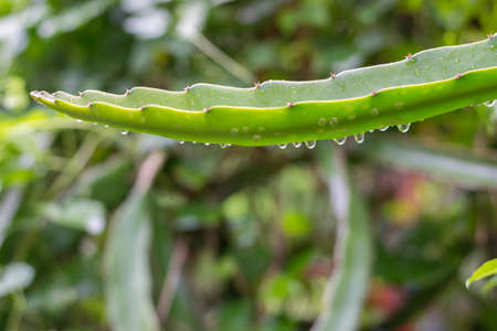Hylocereus undatus (pitaya or dragon fruit) tree in garden,Thailandの写真素材