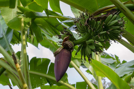 fresh of green bananas on banana treeの写真素材