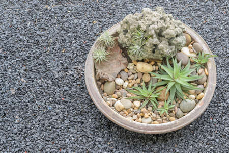 Miniature succulent plants on black rocks road backgroundの写真素材