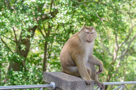 Portrait of Monkey at the park in Khao Rang Hill ,Phuket,Thailandの写真素材