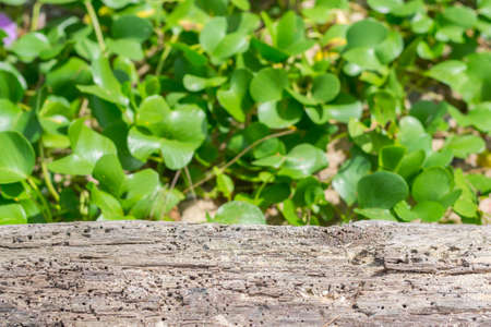 Ipomoea with green leaves and log wood on the beachの写真素材