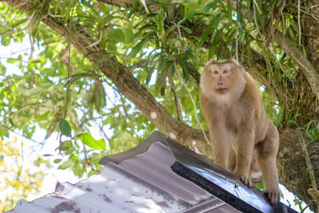 Monkey on the roof at the park in Khao Rang Hill ,Phuket,Thailand(popularity viewpoint in Phuket)の写真素材