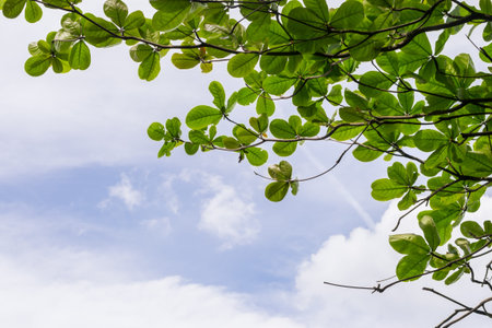 Green leaves against the sky and white cloudの写真素材
