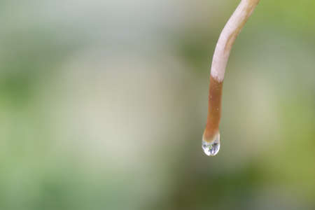 water drops on root with nature blur backgroundの写真素材