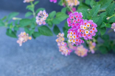 Pink lantana camara flower in garden