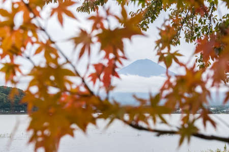 Mt.Fuji in autumn season in japan with blur maple tree leaves and cloudy background at Lake Kawaguchiko japanの写真素材