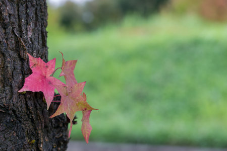 Close up of red maple leaf with green grass blurred background