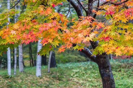 Maple tree in the autumn , Nikko , Japan