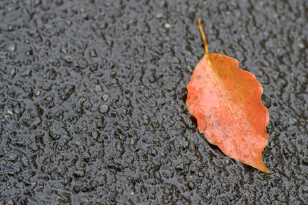 leaf orange fall on ground in autumn in Tokyo.の写真素材