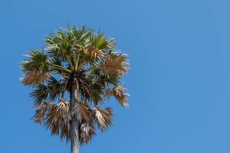Palmyra Palm (Sugar Palm) against blue sky background,copy spaceの写真素材