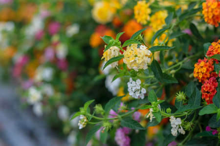 Selective focus of Beautiful Colorful Lantana camara flower in the garden.の写真素材