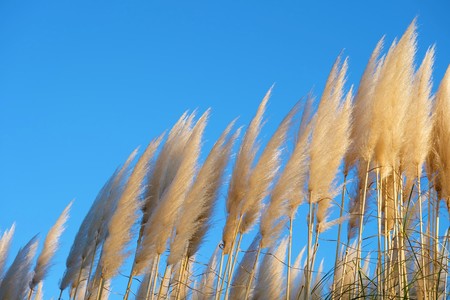 Grass flower in summer seasonの写真素材
