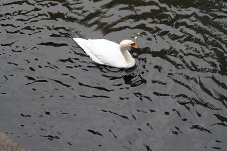 American pekin duck in the dark riverの写真素材